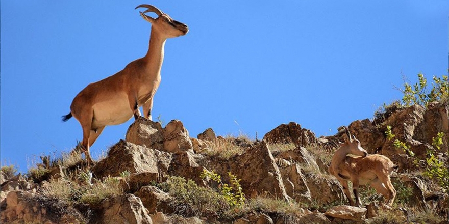 Tepkiler geri adım attırdı; ABD’li avcının Dersim’de yapacağı av izni iptal