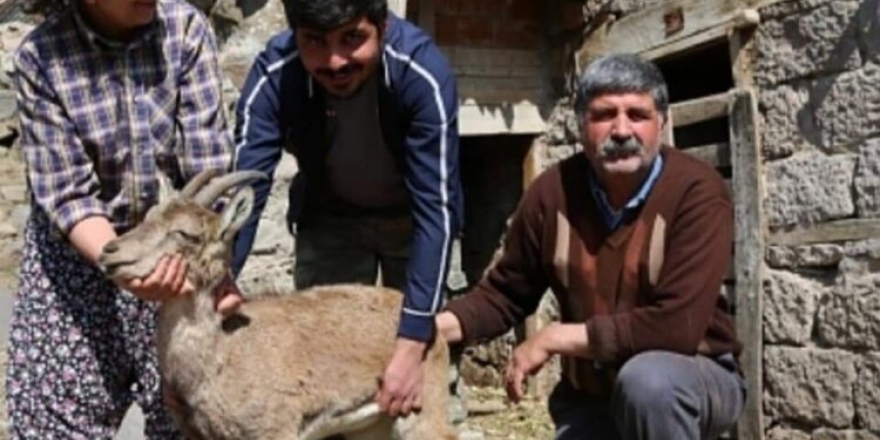 Dersimli aile, 2,5 ay beslediği hasta dağ keçisini doğal ortamına bıraktı