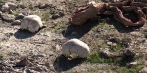 Şengal'de Ezidi toplu mezar bulundu