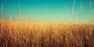 Alevilerin Ali'si kimdir? Hangi Ali?