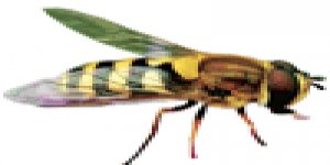 Yüzyılın 'Zihni Sinir' projesi