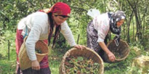 DİSK: Ordu Valisi Kaban suç işliyor