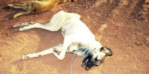 Hacıbektaşta Vahşet:  Sokak hayvanları öldürülüp yakılıyor