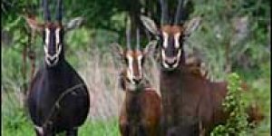 Canlı türlerinin üçte biri yok oldu