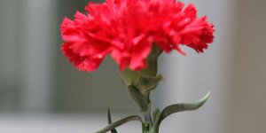 Halife Baba Teoman İlhami GÜRE Hakka Yürüdü