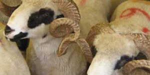 Kurban derileri tarikatlara