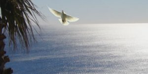 Yaşamı Savunmak (Denemeler) Kitabı Çıktı