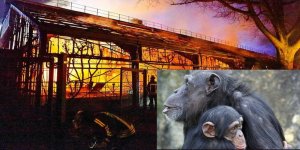 3 maymun değil, 30 maymun!