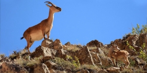 Tepkiler geri adım attırdı; ABD’li avcının Dersim’de yapacağı av izni iptal