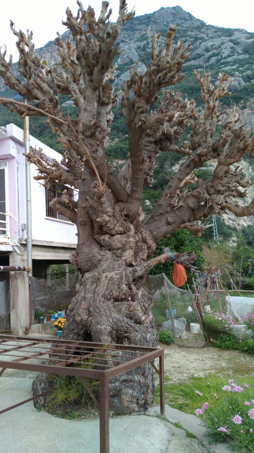 Arap Alevilerin bayramı Ras-el Seni, pandeminin gölgesinde kutlandı