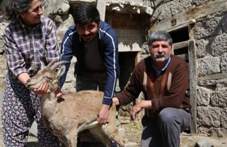 Dersimli aile, 2,5 ay beslediği hasta dağ keçisini doğal ortamına bıraktı