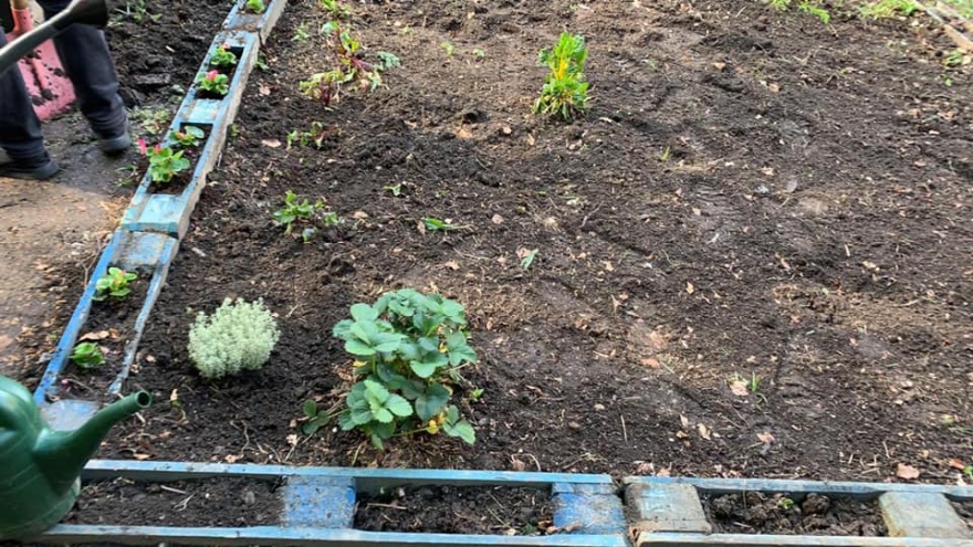 Wuppertal Cemevi, ‘Barış Bahçesi’ kurarak fidan ekti