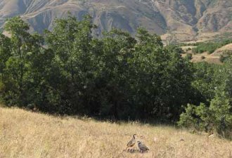 DİVRİĞİ ÇAMŞIĞI AVCILARIN İŞGALİNDE