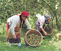 DİSK: Ordu Valisi Kaban suç işliyor