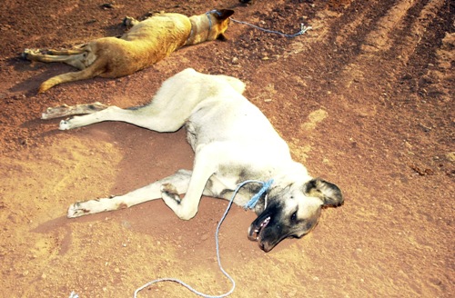 Hacıbektaşta Vahşet:  Sokak hayvanları öldürülüp yakılıyor